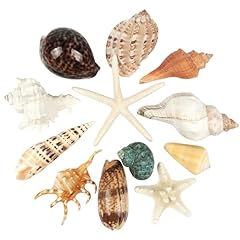 Pcs large seashells for sale  Delivered anywhere in USA 