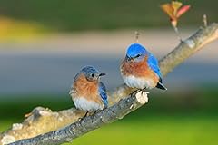 Eastern bluebird pair for sale  Delivered anywhere in USA 