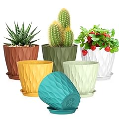 Meowell inch plant for sale  Delivered anywhere in USA 