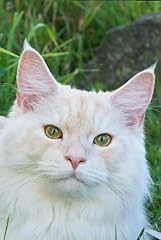 Notebook mainecoon cat gebraucht kaufen  Wird an jeden Ort in Deutschland