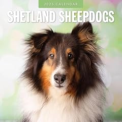 Shetland sheepdogs 2025 for sale  Delivered anywhere in Ireland