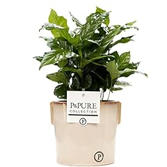 Coffee arabica houseplant for sale  Delivered anywhere in Ireland