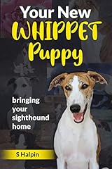 New whippet puppy for sale  Delivered anywhere in UK