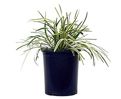 Liriope muscari variegata for sale  Delivered anywhere in USA 