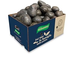 Patate ruggiero viola usato  Spedito ovunque in Italia 