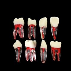 8pcs teeth root for sale  Delivered anywhere in USA 