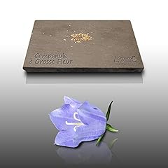 100 graines fleurs d'occasion  Livré partout en France