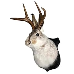Giltpeak jackalope wall for sale  Delivered anywhere in USA 