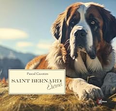 Saint bernard éternel d'occasion  Livré partout en France