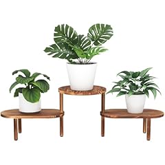 Jotboom convex plant for sale  Delivered anywhere in USA 
