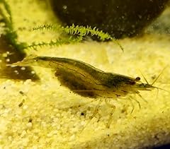 Gamberetti glück amano usato  Spedito ovunque in Italia 