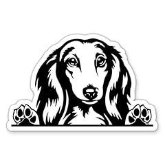 Long haired dachshund for sale  Delivered anywhere in USA 