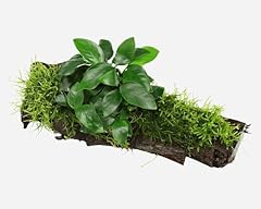 Natureholic aquarium pflanzen gebraucht kaufen  Wird an jeden Ort in Deutschland