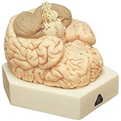 Somso sectioned brain for sale  Delivered anywhere in USA 
