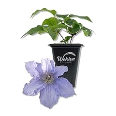 Clematis blue angel for sale  Delivered anywhere in USA 