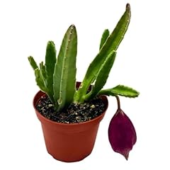 Bubbleblooms stapelia leendert for sale  Delivered anywhere in USA 