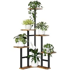 Yzosvki corner plant for sale  Delivered anywhere in USA 