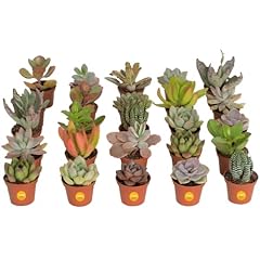 Costa farms succulents for sale  Delivered anywhere in USA 