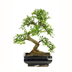 Bonsai keramik blumentopf gebraucht kaufen  Wird an jeden Ort in Deutschland