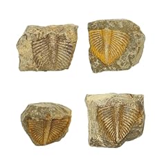 Gdjcfdc pcs trilobite for sale  Delivered anywhere in UK