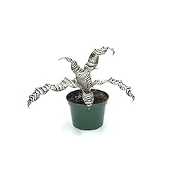 Ragnaroc live plants for sale  Delivered anywhere in USA 