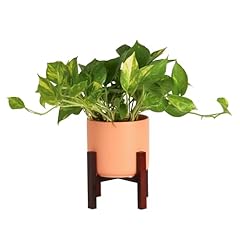 Costa farms pothos for sale  Delivered anywhere in USA 