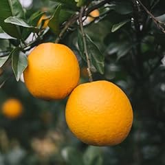 Red navel orange for sale  Delivered anywhere in USA 