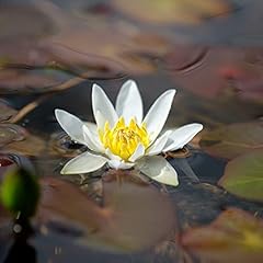 Lincolnshire pond plants for sale  Delivered anywhere in UK