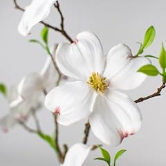 White dogwood tree for sale  Delivered anywhere in USA 
