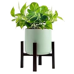 Costa farms pothos for sale  Delivered anywhere in USA 