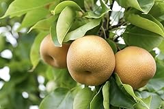 Asian pear tree for sale  Delivered anywhere in USA 