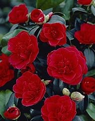 Red camellia japonica for sale  Delivered anywhere in UK
