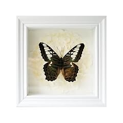 Handmade real butterfly for sale  Delivered anywhere in USA 