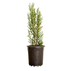 2.5 italian cypress for sale  Delivered anywhere in USA 
