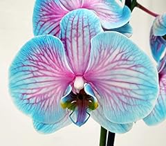 Powers flowers orchidea usato  Spedito ovunque in Italia 