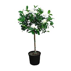 American plant miami for sale  Delivered anywhere in USA 