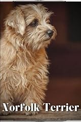 Norfolk terrier dog for sale  Delivered anywhere in UK