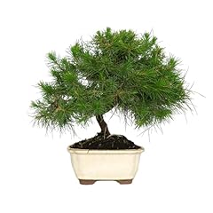 Kentis bonsai pino usato  Spedito ovunque in Italia 