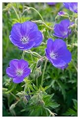Geranium pratense johnson gebraucht kaufen  Wird an jeden Ort in Deutschland