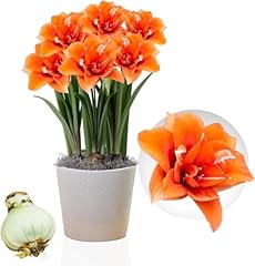 Amaryllis celica bulbo usato  Spedito ovunque in Italia 