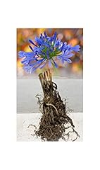 Agapanthus africanus blue for sale  Delivered anywhere in UK
