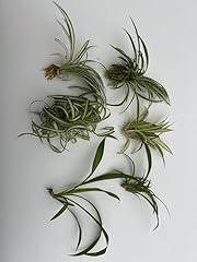Pack spider plant for sale  Delivered anywhere in USA 
