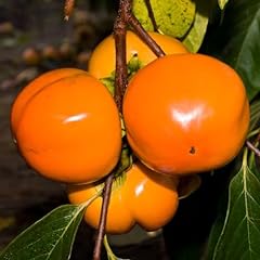 Grafted fuyu persimmon for sale  Delivered anywhere in USA 
