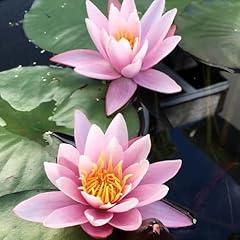 Chalily water lily for sale  Delivered anywhere in USA 