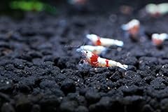 Crystal red shrimp for sale  Delivered anywhere in USA 