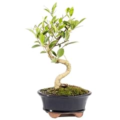 Brussel bonsai live for sale  Delivered anywhere in USA 