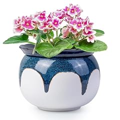 Litudiso african violet for sale  Delivered anywhere in USA 