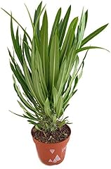 Fangblatt pachypodium lamerei gebraucht kaufen  Wird an jeden Ort in Deutschland