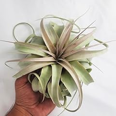 Large air plant for sale  Delivered anywhere in USA 