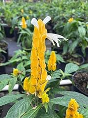 Golden yellow shrimp for sale  Delivered anywhere in USA 